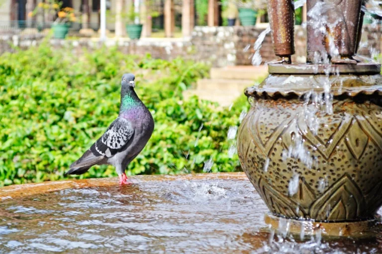 Kandy 05